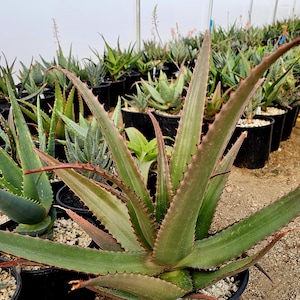 tiger tooth aloe Zanzibar Aloe - Tiger Tooth Aloe