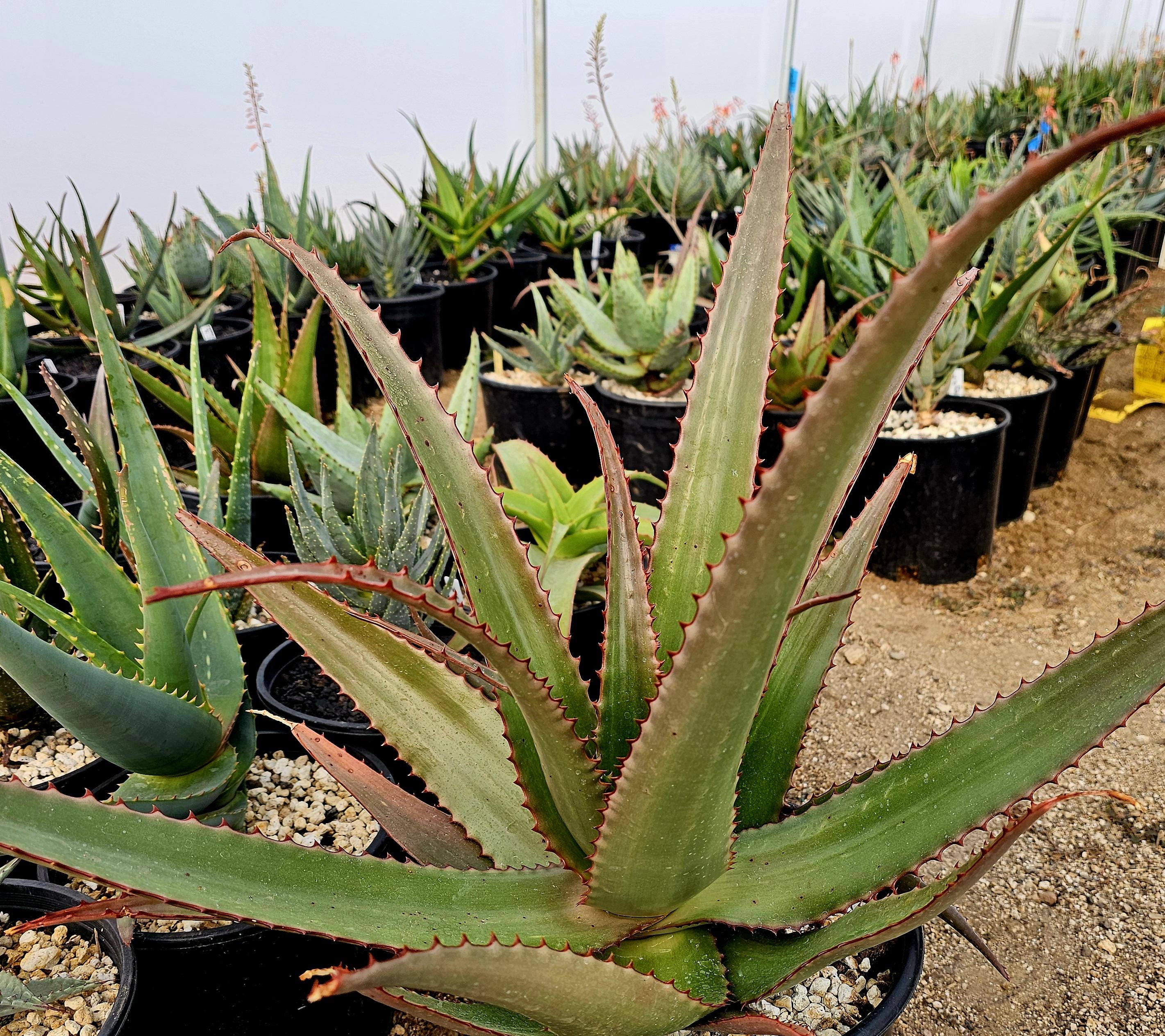 5g Aloe Butiabana Specimen: Western Uganda Rare Aloe, Red Blooms