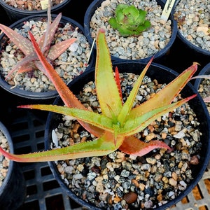 2g Aloe Alooides hybrid. Top shelf, seed grown at Circadian Rhythm. This should be interesting plants as they muture. Flower is unknown image 4