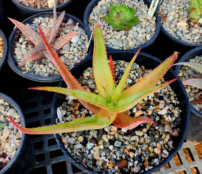 2g Aloe Alooides hybrid. Top shelf, seed grown at Circadian Rhythm. This should be interesting plants as they muture. Flower is unknown image 4