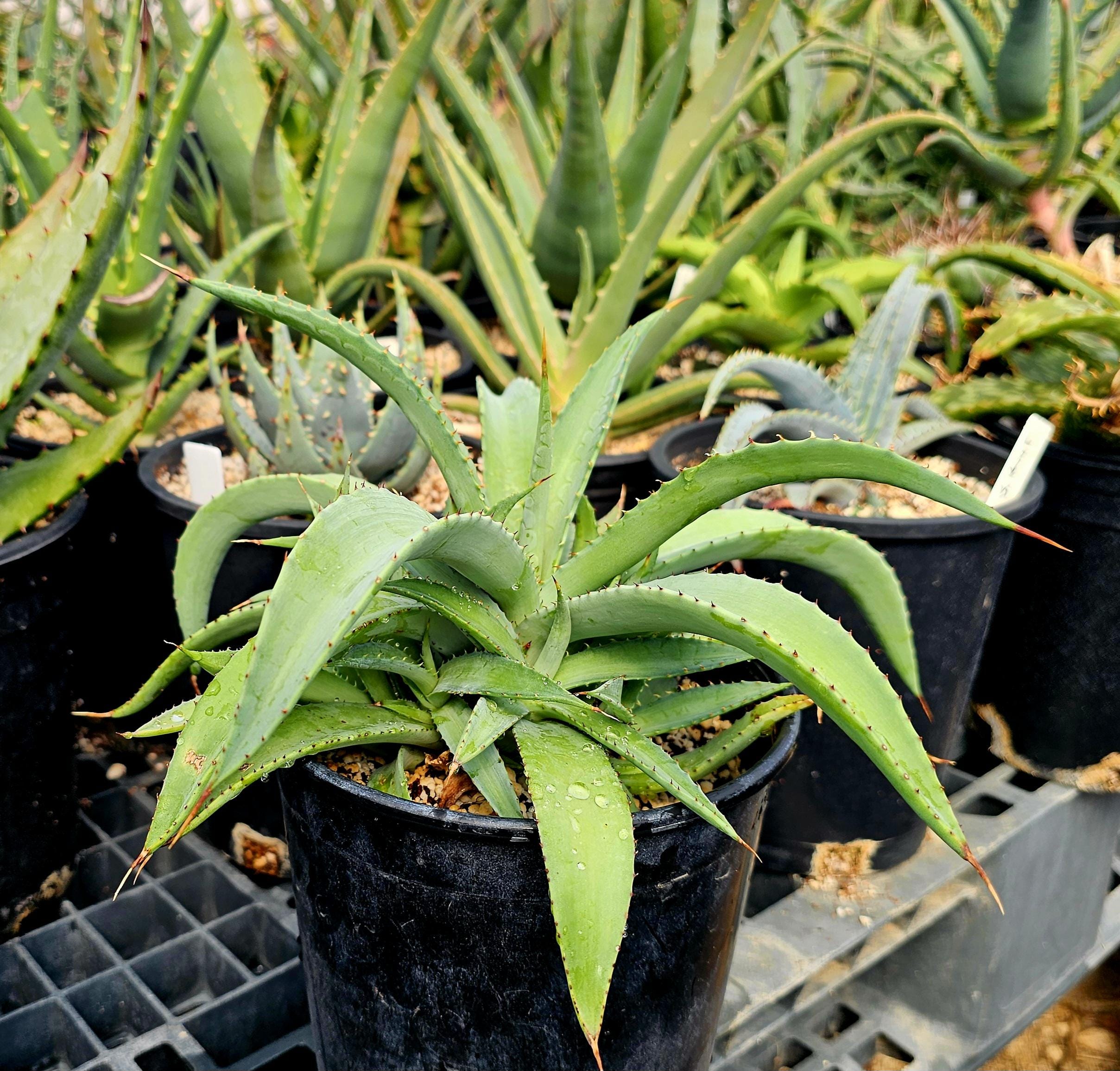 Agave Oteroi - Etsy