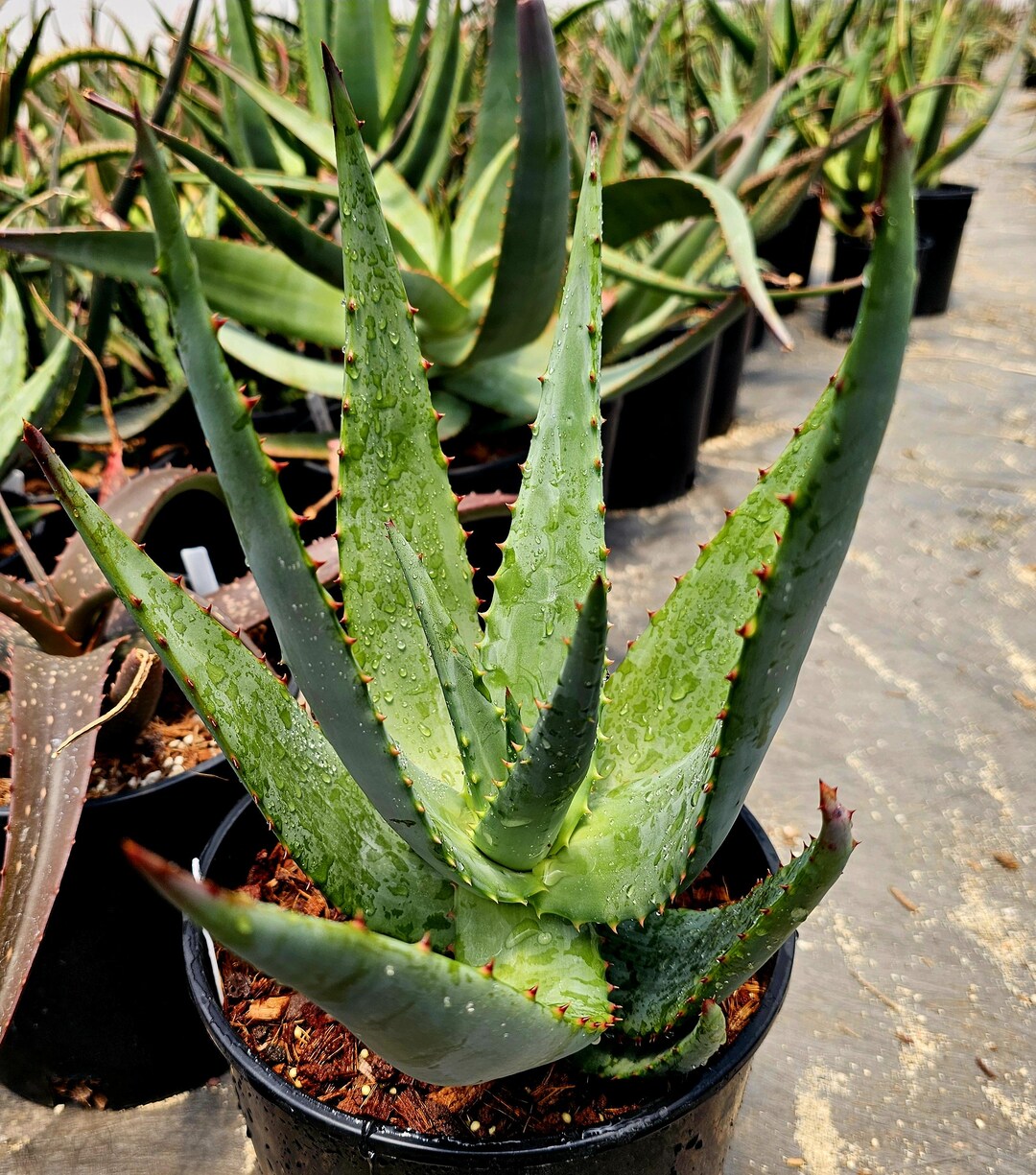2g Tree Aloe