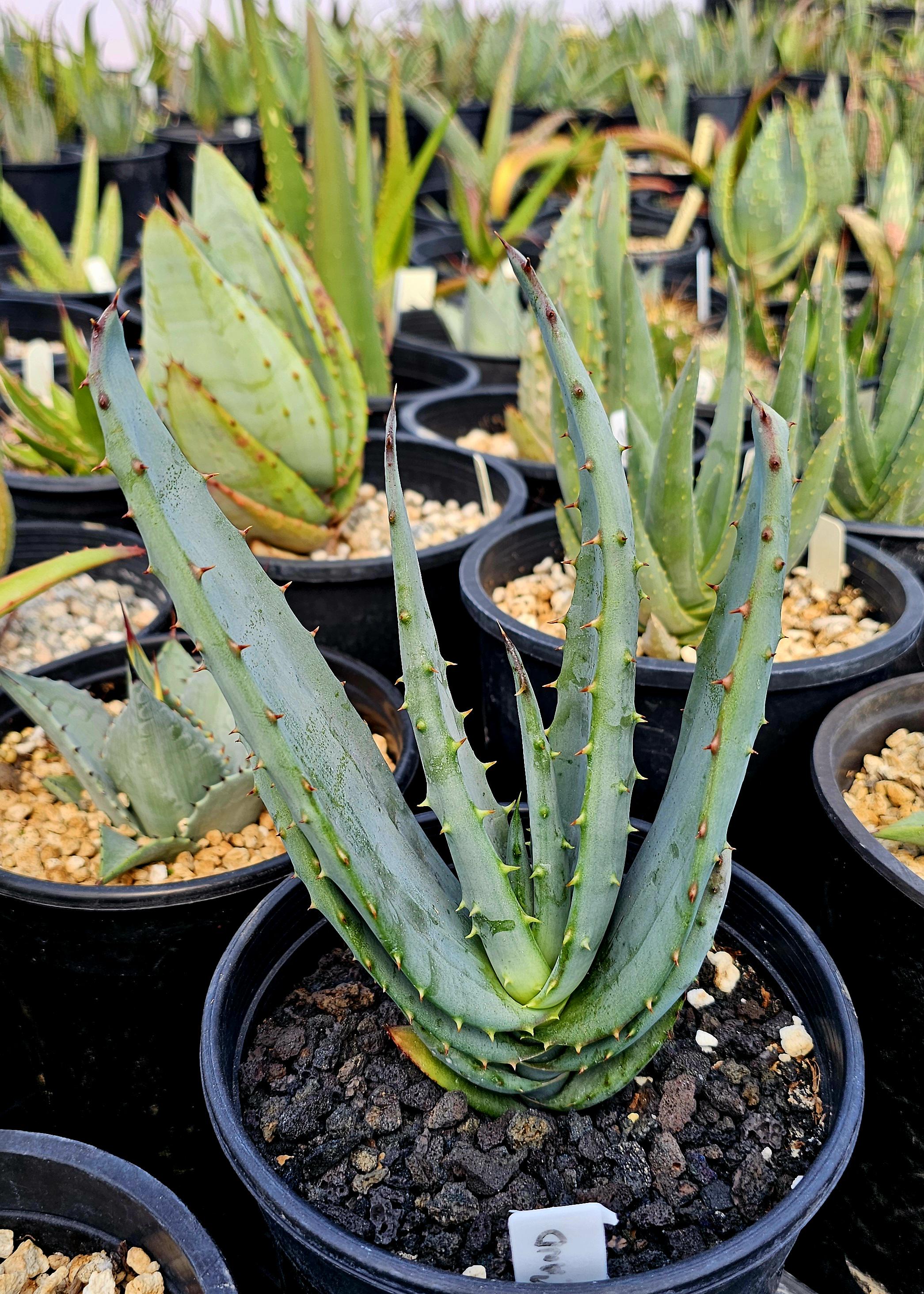 aloe sugar crystal Simply Aloe Aloe Bitter Crystals 20g