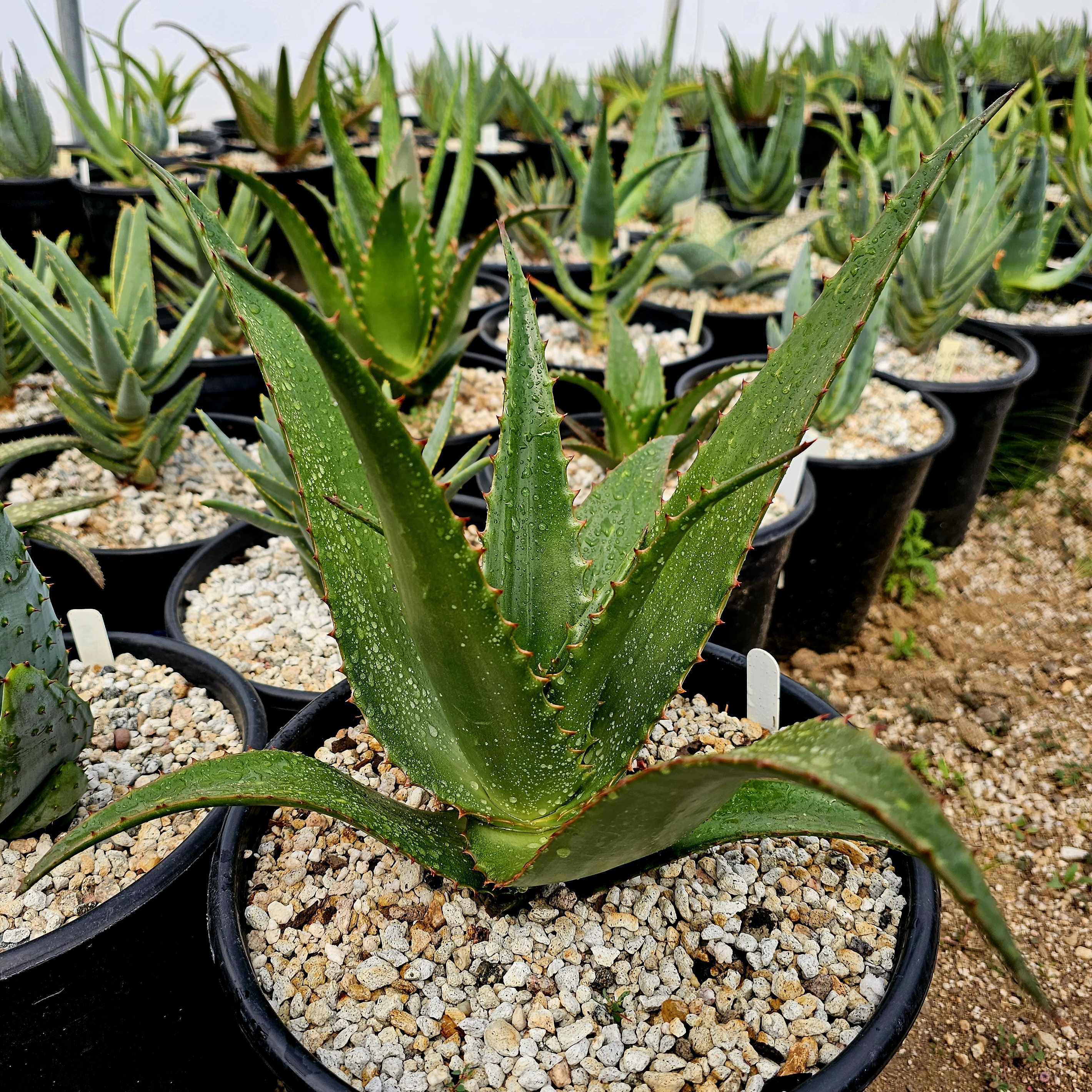 aloe vera oil skin Aloe vera macerate – Officine Universelle Buly main image 1