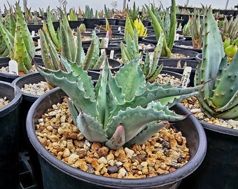 1g Agave Ovatifolia Vanzie. These are gorgeous agaves that will get large. Cold hardy,full sun with afternoon shade is preferred. Top shelf