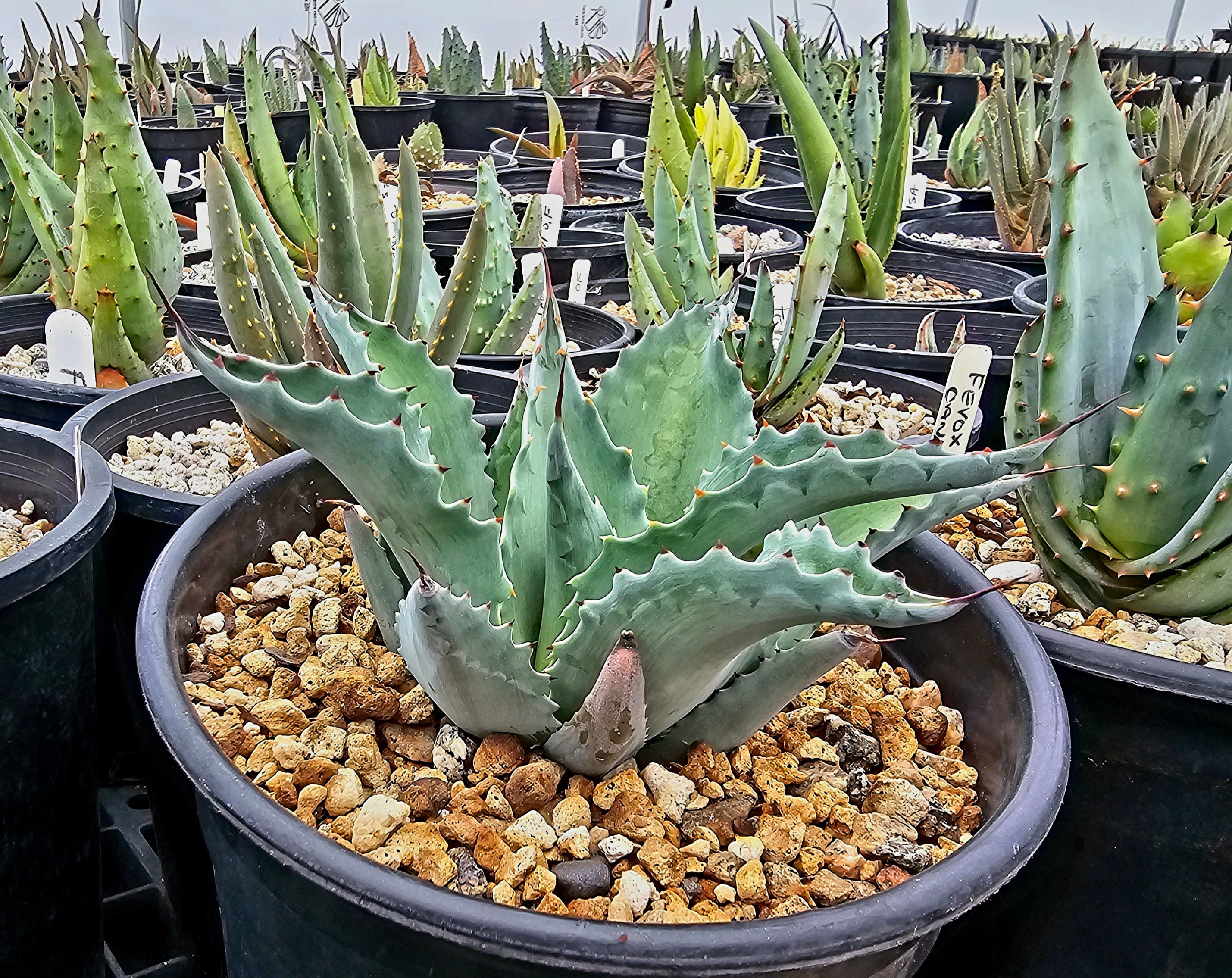 agave isthmensis princess crown 子株 アガベ プリンセス agave isthmensis princess crown 子株 アガベ プリンセス