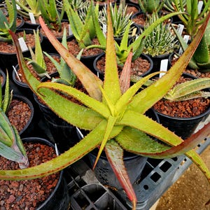 Aloe Microstigma X Vanballenii Hybrid: Red Teeth, Yellow Foliage - Etsy