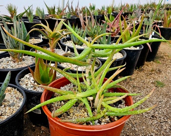 Seed grown 3g Aloe Confusa. These aloes are from Tanzania, growing near Mount Kilimanjaro. Flowers can be red/orange to yellow. Top shelf