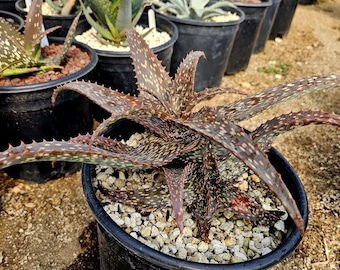 aloe vera pur gegen falten Curaloe Anti-Falten-Aloe-Vera-Creme | 75 % Aloe main image 1