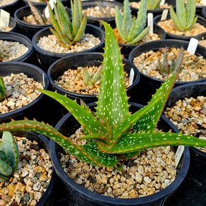 Rare 1g Aloe Turkanensis hybrid. Gorgeous foliage with stunning red teeth and the foliage even redden with stress.Excellent top shelf hybrid Bild 1