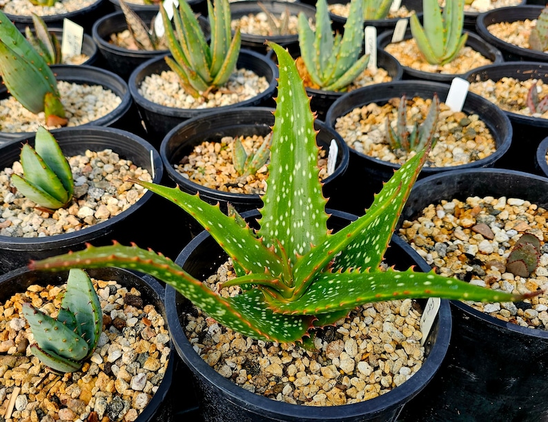 Rare 1g Aloe Turkanensis hybrid. Gorgeous foliage with stunning red teeth and the foliage even redden with stress.Excellent top shelf hybrid image 1