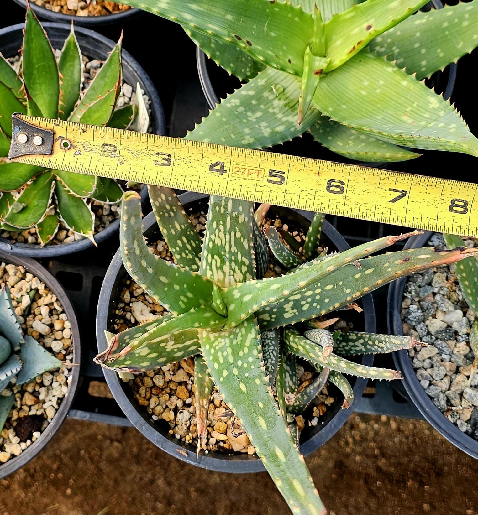 Aloe Bertemariae: Rare Seed Grown Succulent from Ethiopia - Etsy 日本