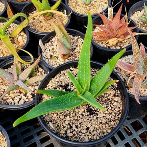 Gorgeous 2g Aloe Buhrii hybrid, incredible foliage. Top shelf, seed grown by Circadian Rhythm. Expected to be awesome bloomers. image 1