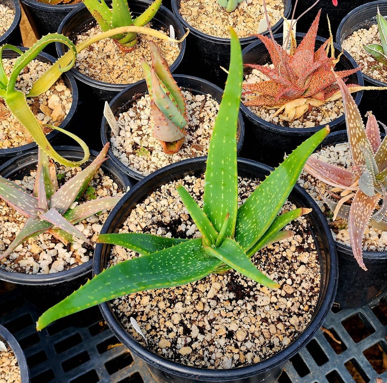 Gorgeous 2g Aloe Buhrii hybrid, incredible foliage. Top shelf, seed grown by Circadian Rhythm. Expected to be awesome bloomers. image 1