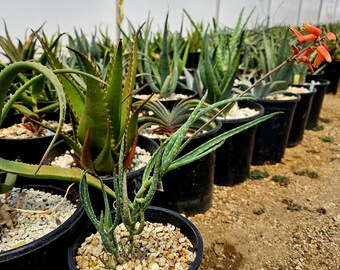 種100粒 ペアルソニー Aloe pearsonii - メルカリ
