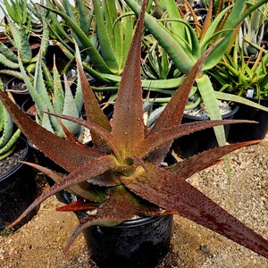 partridge breast aloe Aloe variegata 'Partridge Breast' main image 1