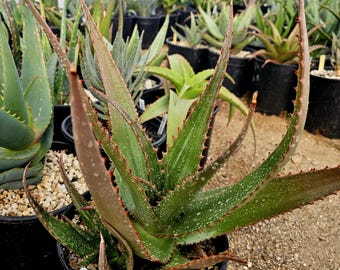 Seed grown 2g Aloe Butiabana. Rarely seen aloes of Western Uganda, growing in the vast grasslands. The flowers are red. Top shelf.