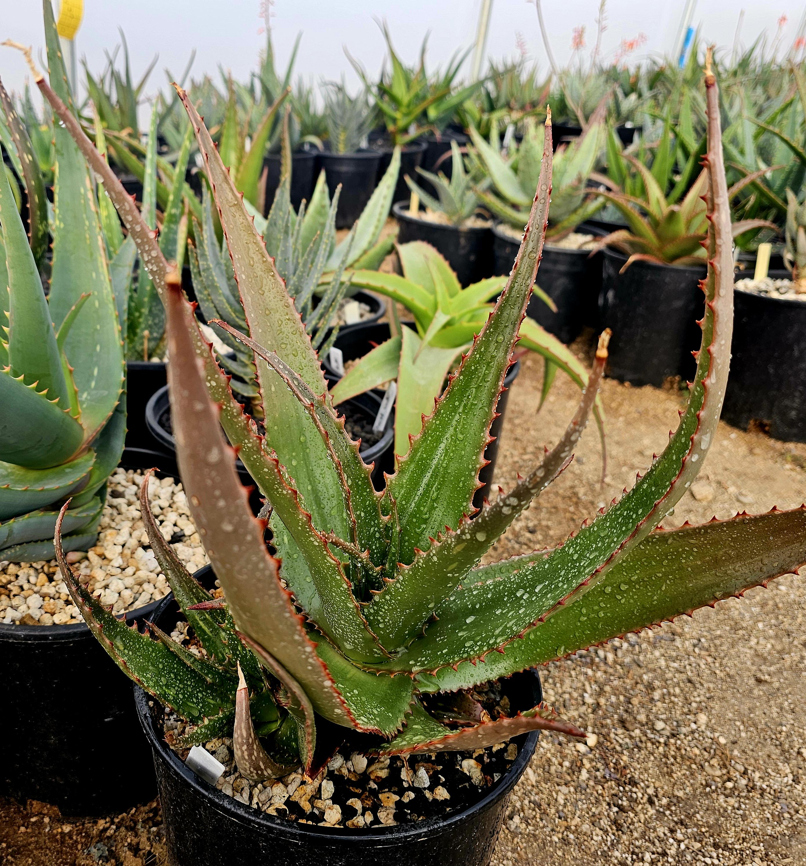 2g Aloe Butiabana: Rare Western Uganda Aloe With Red Flowers - Etsy