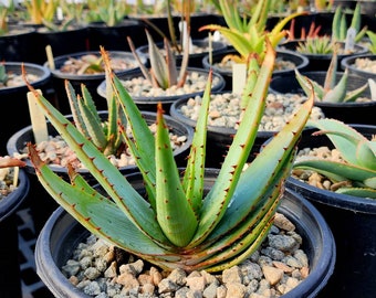 Rare,unique 1g Aloe Comosa x Aloe Glauca, wild hybrid. Seeds were sourced in South Africa. Top shelf.