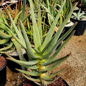 5g Aloe Ramosissima x Dichotoma.Wild hybrid from African seed stock. Grown at the Circadian Rhythm Greenhouses. Top shelf quality