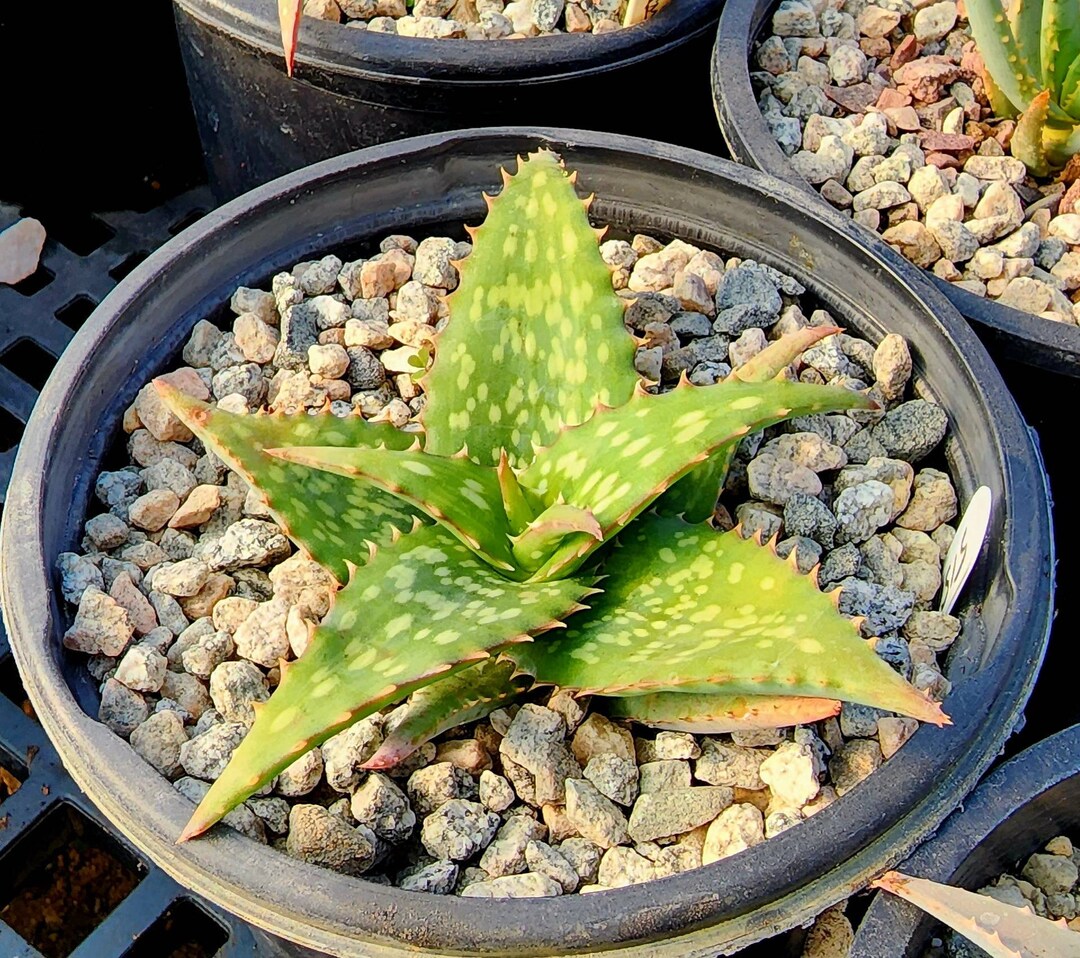 ＡＬＯＥです。 il_1080xN.4514925231_68yl.jpg