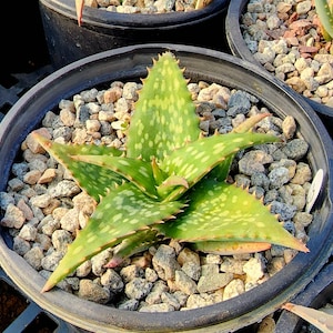 Rare 1g Aloe Niensiensis, these are aloes from Tanzania that are rarely seen under cultivation. A must have aloe for the collector.