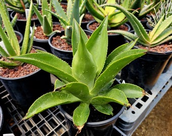 Variegated Agave Ovatifolia, Whale's Tongue Agave Marginata, Short