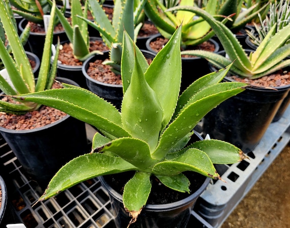 1g Agave Mitis: Seed Grown Purebred - Etsy