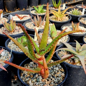 1g Aloe Rupestris. These are tree aloes from South Africa. These get beautiful bottlebrush blooms. Very cold hardy,tested to 27 at CR image 5