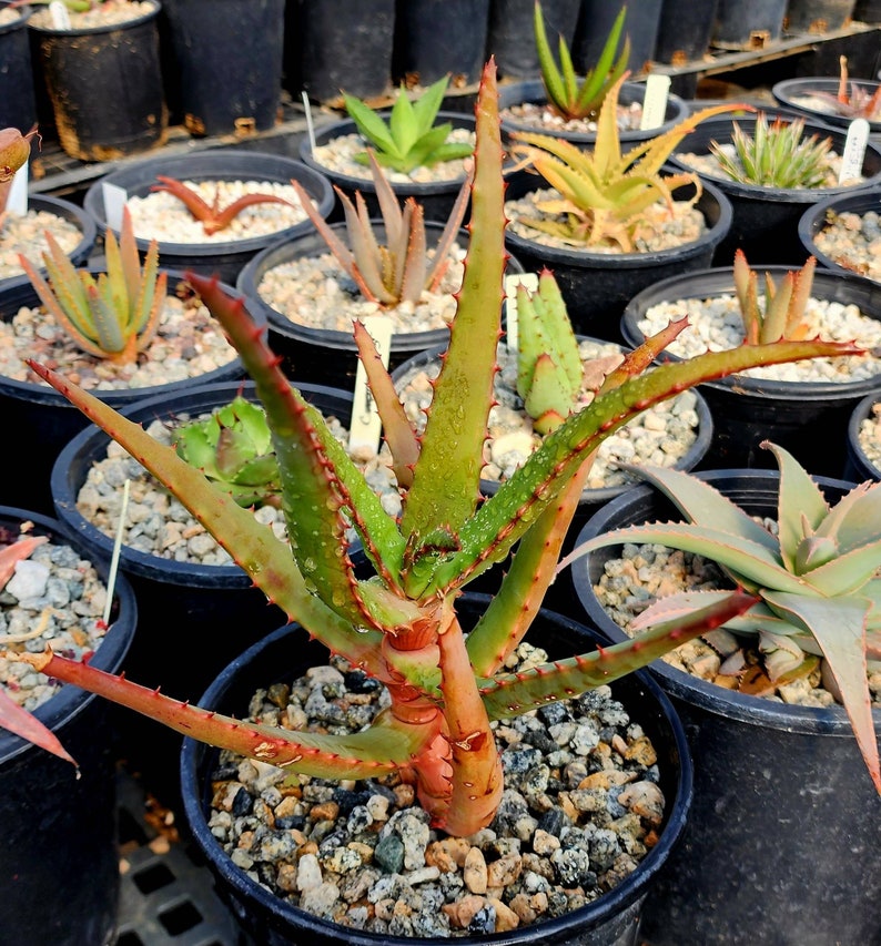 1g Aloe Rupestris. These are tree aloes from South Africa. These get beautiful bottlebrush blooms. Very cold hardy,tested to 27 at CR image 5