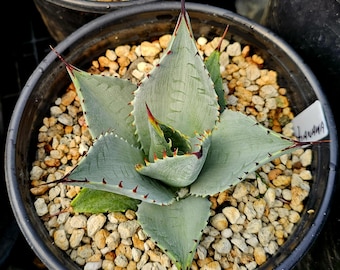 Agave Parryi Truncata 'orizaba' - アガベ パリー トランカタ