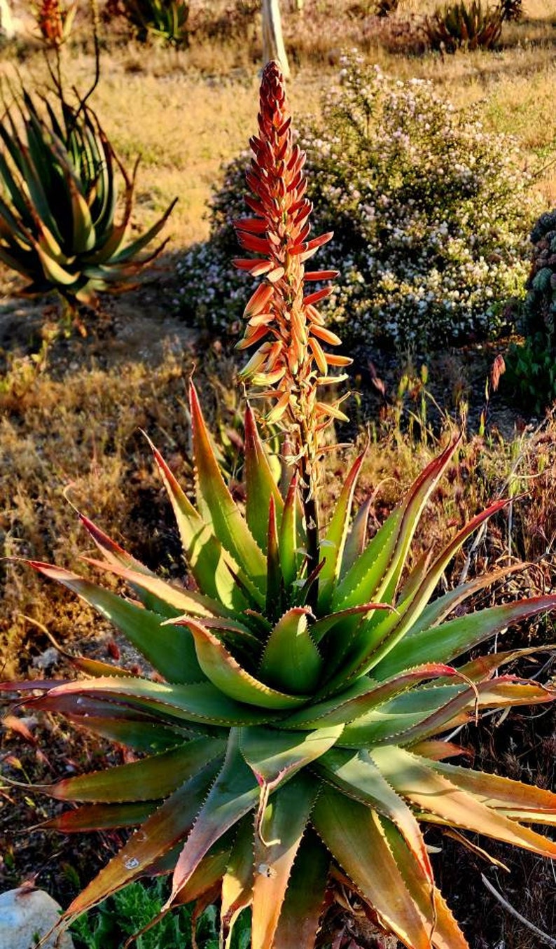 Limited Release 1g Aloe Lineata Muirii Hybrid. Cold Hardy to Mid 20s ...