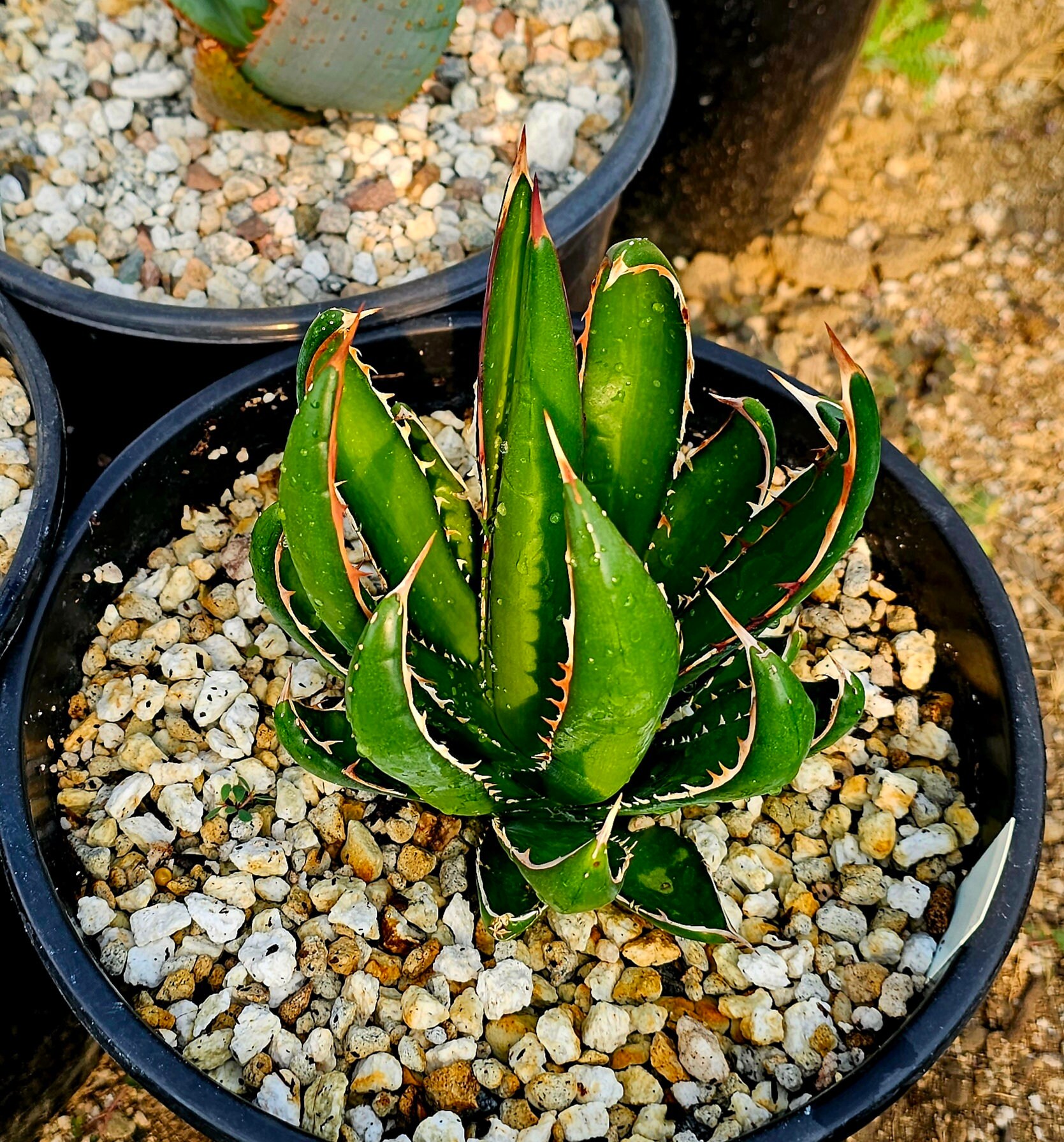 P5645】【特選強棘 ボール株！！】アガベ ホリダ 強棘 Agave horrida