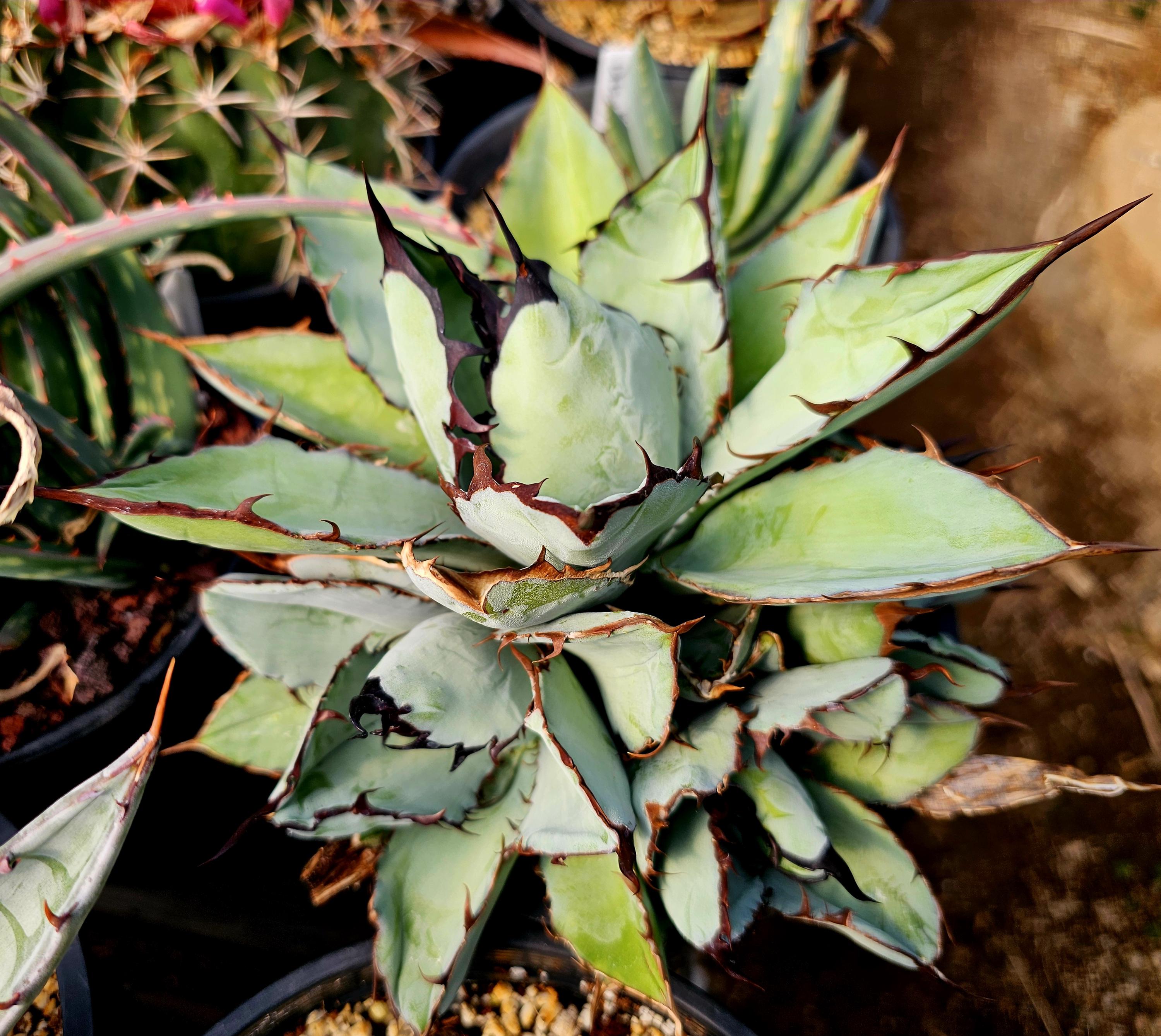 Agave Titanota Black - Etsy