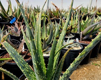 aloe paradisicum vs aloe vera Aloe Paradisicum – Secret Garden Plant Shop