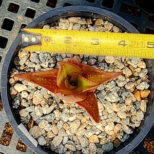 Sm.1g Aloe Butiabana, native to Butiaba Flats east of Lake Albert in western Uganda, growing in the grasslands. Seed grown, top shelf image 9