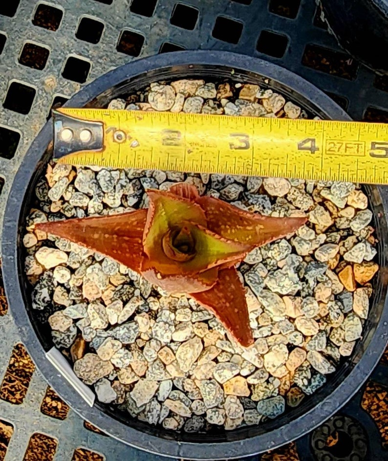 Sm.1g Aloe Butiabana, native to Butiaba Flats east of Lake Albert in western Uganda, growing in the grasslands. Seed grown, top shelf image 9