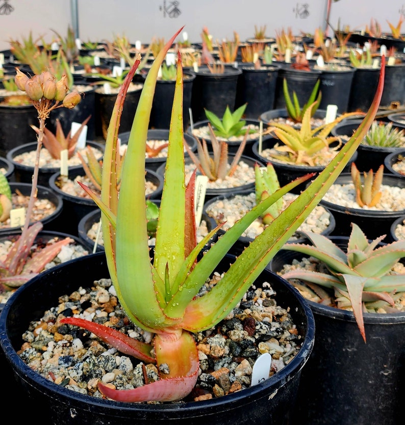 2g Aloe Alooides hybrid. Top shelf, seed grown at Circadian Rhythm. This should be interesting plants as they muture. Flower is unknown image 7