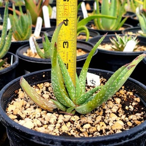 1g Aloe Humilis cluster. These are purebred humilis. Highly sought after aloe. image 7