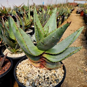 Cape Aloe Plant - Etsy
