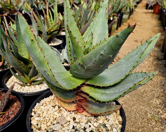 5g Aloe Butiabana Specimen: Western Uganda Rare Aloe, Red Blooms