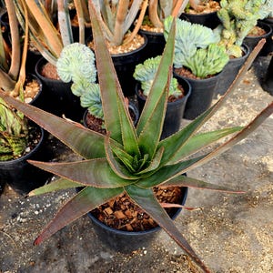 aloe vera gel nach bestrahlung Bio Aloe Vera Gel | Reines Aloe Vera gel main image 1