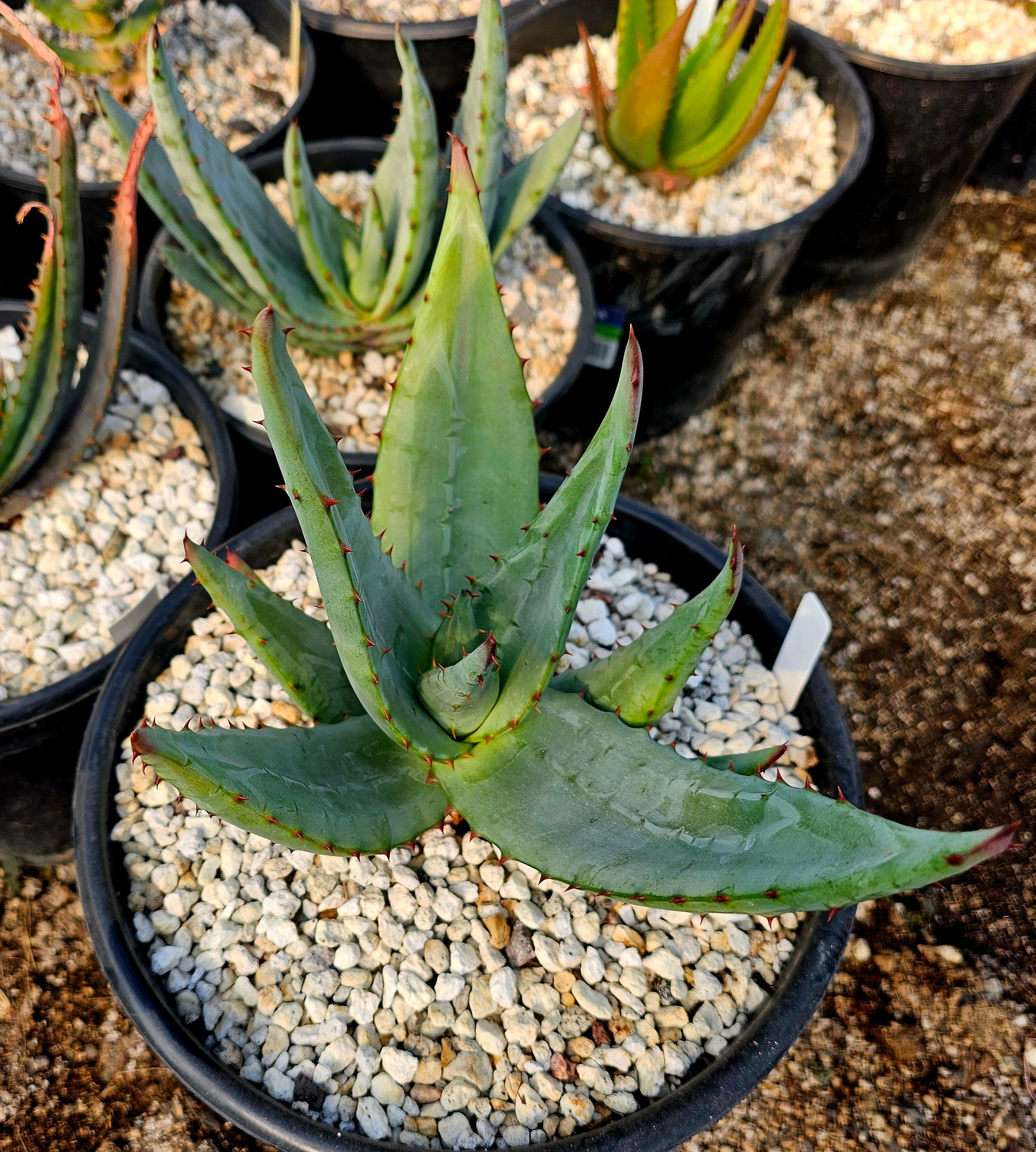 Aloe saudiarabica 子苗 Aloe austroarabica – Buy seeds at rarepalmseeds.com