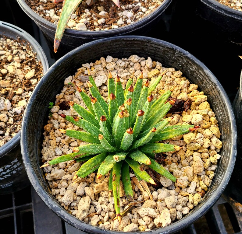 Rare 1g Agave Albopilosa top shelf plant. Highly sought