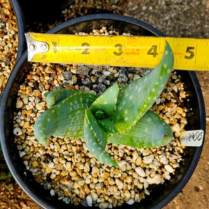 Rare 2g Aloe Gariepensis, seed grown and top shelf.Gariepensis is usually solitary.Native to Northern Cape to Namaqualand on rocky slopes image 7