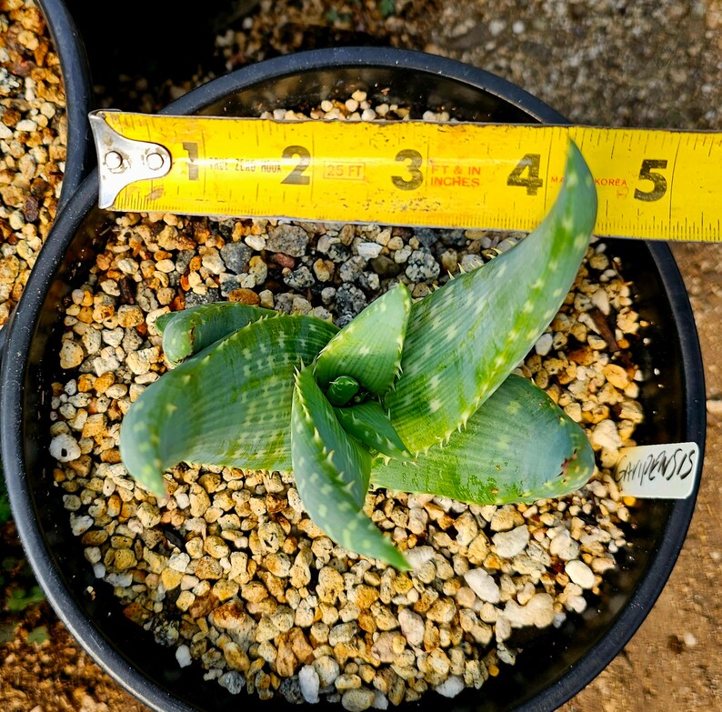 Rare 2g Aloe Gariepensis, seed grown and top shelf.Gariepensis is usually solitary.Native to Northern Cape to Namaqualand on rocky slopes image 7