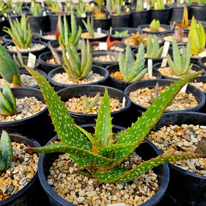 Rare 1g Aloe Turkanensis hybrid. Gorgeous foliage with stunning red teeth and the foliage even redden with stress.Excellent top shelf hybrid image 2