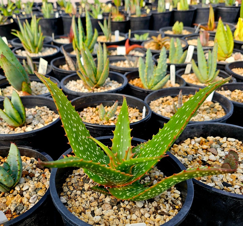 Rare 1g Aloe Turkanensis hybrid. Gorgeous foliage with stunning red teeth and the foliage even redden with stress.Excellent top shelf hybrid Bild 2