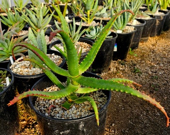 2g Aloe Rupestris.These single stem tree aloes from South Africa. These get beautiful bottlebrush blooms. Very cold hardy,tested to 27 at CR