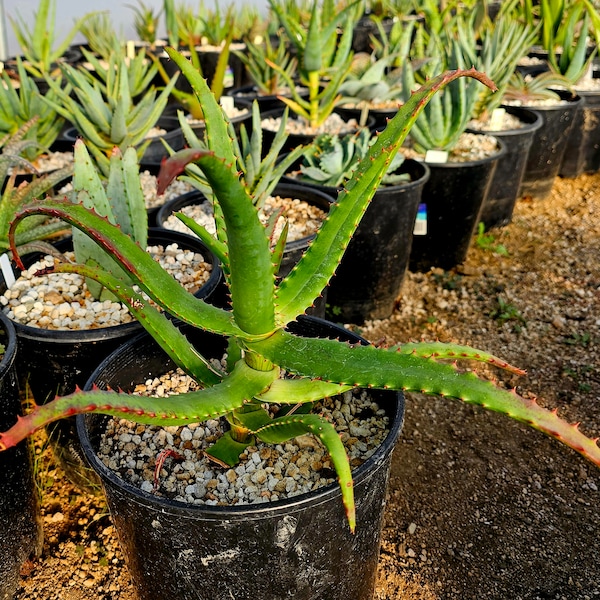 2g Aloe Rupestris.These single stem tree aloes from South Africa. These get beautiful bottlebrush blooms. Very cold hardy,tested to 27 at CR